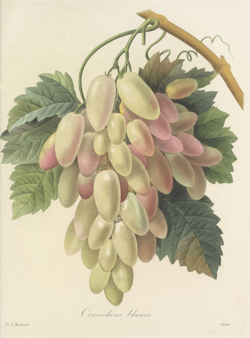 Choix des plus belles fleurs, Plate 27: Cornichons Blancs by Pierre-Joseph Redouté — A bunch of long pale grapes flushed with pink among vine leaves