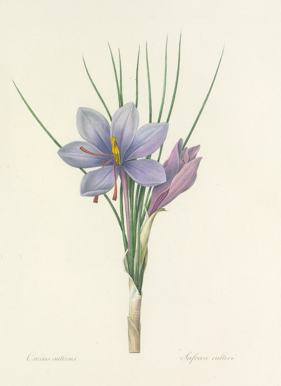 Pierre-Joseph Redouté — Choix des plus belles fleurs, Plate 28: Crocus Sativus | Botanical Illustration Print shown to scale on a wall above a sofa