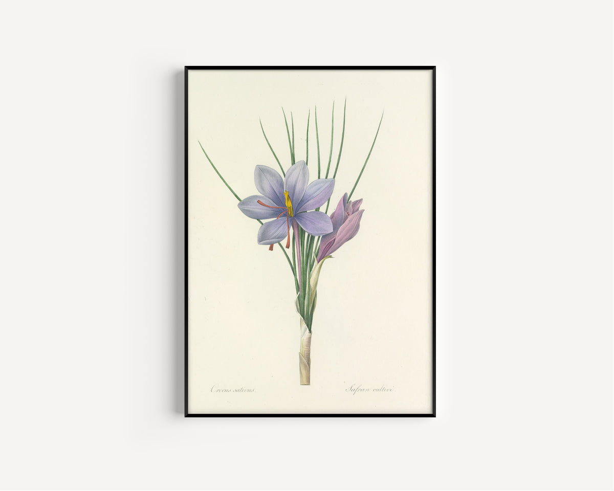 Framed art print of Choix des plus belles fleurs, Plate 28: Crocus Sativus by Pierre-Joseph Redouté, in a slim black frame on a plain white wall