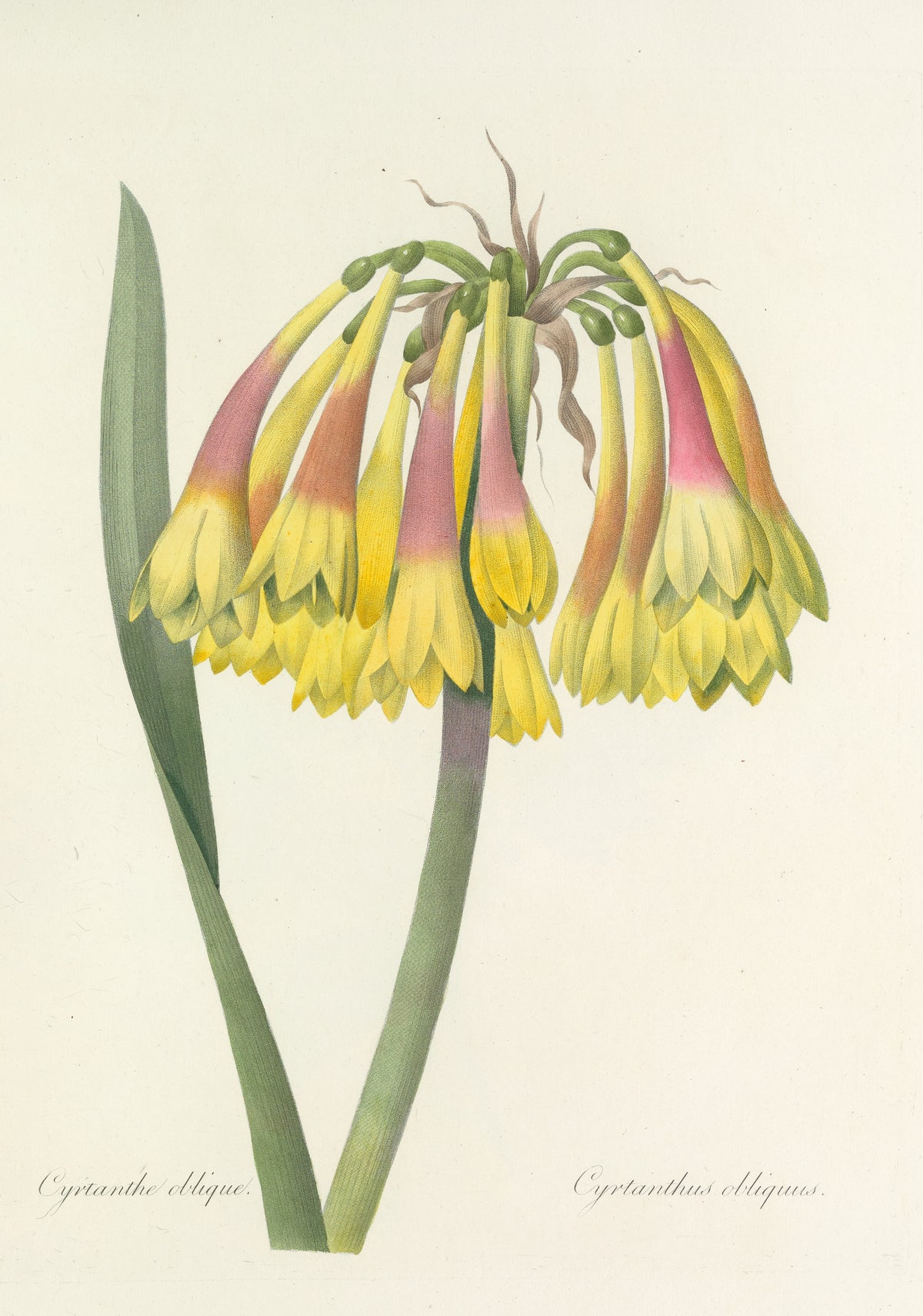 Choix des plus belles fleurs, Plate 30: Cyrtanthus Obliquus by Pierre-Joseph Redouté — A drooping head of yellow and pink tubular flowers