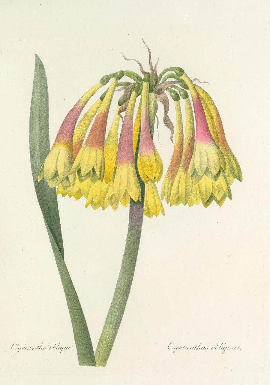 Pierre-Joseph Redouté — Choix des plus belles fleurs, Plate 30: Cyrtanthus Obliquus | Botanical Illustration Print shown to scale on a wall above a sofa