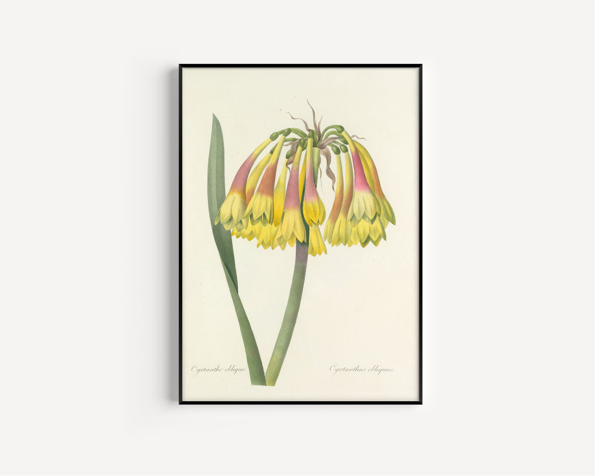 Framed art print of Choix des plus belles fleurs, Plate 30: Cyrtanthus Obliquus by Pierre-Joseph Redouté, in a slim black frame on a plain white wall