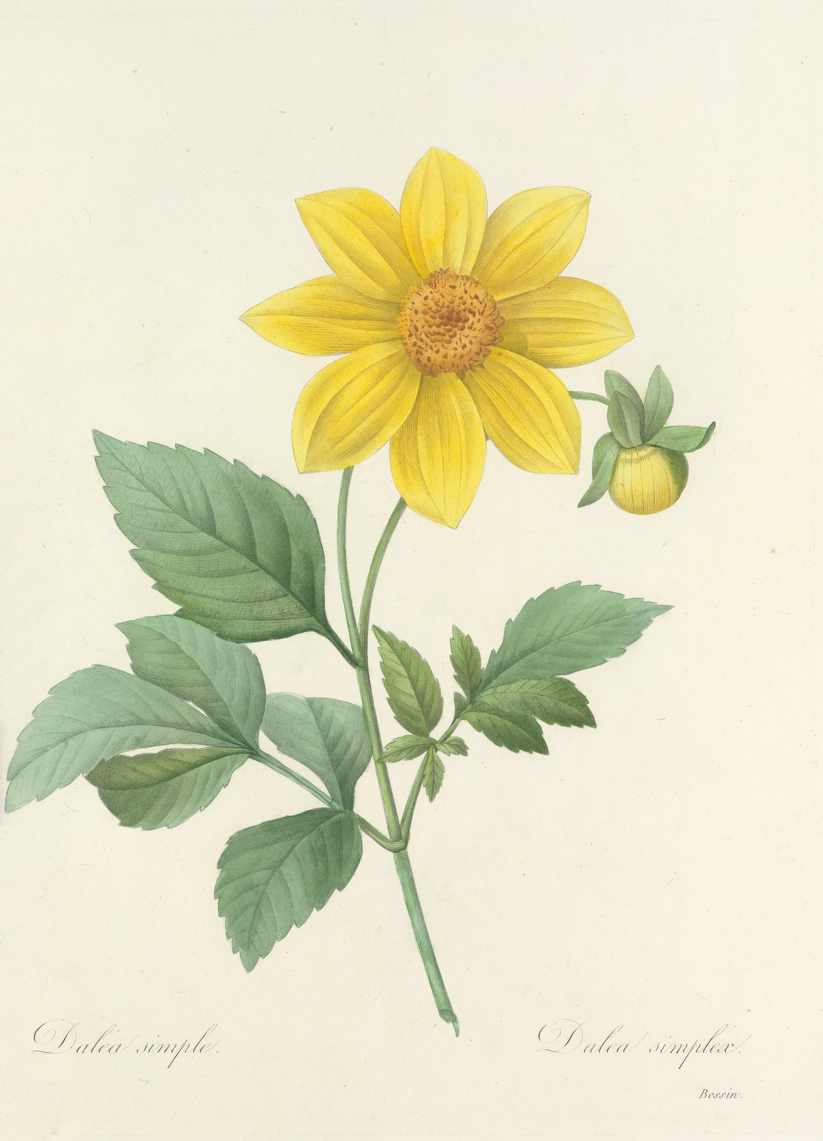 Choix des plus belles fleurs, Plate 31: Dalea Simplex by Pierre-Joseph Redouté — A yellow flower of eight rays beside a round green-yellow bud