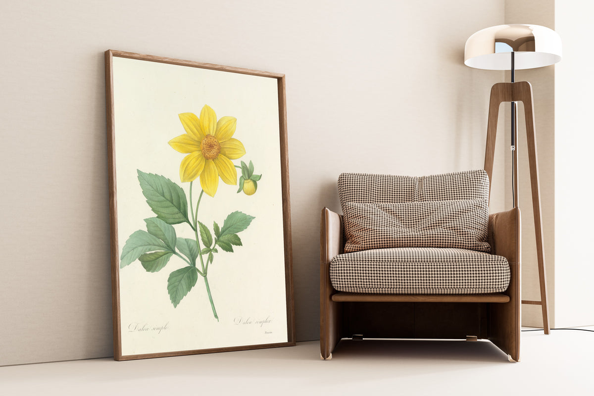 Framed art print of Choix des plus belles fleurs, Plate 31: Dalea Simplex by Pierre-Joseph Redouté, leaning against a wall beside an armchair and a floor lamp