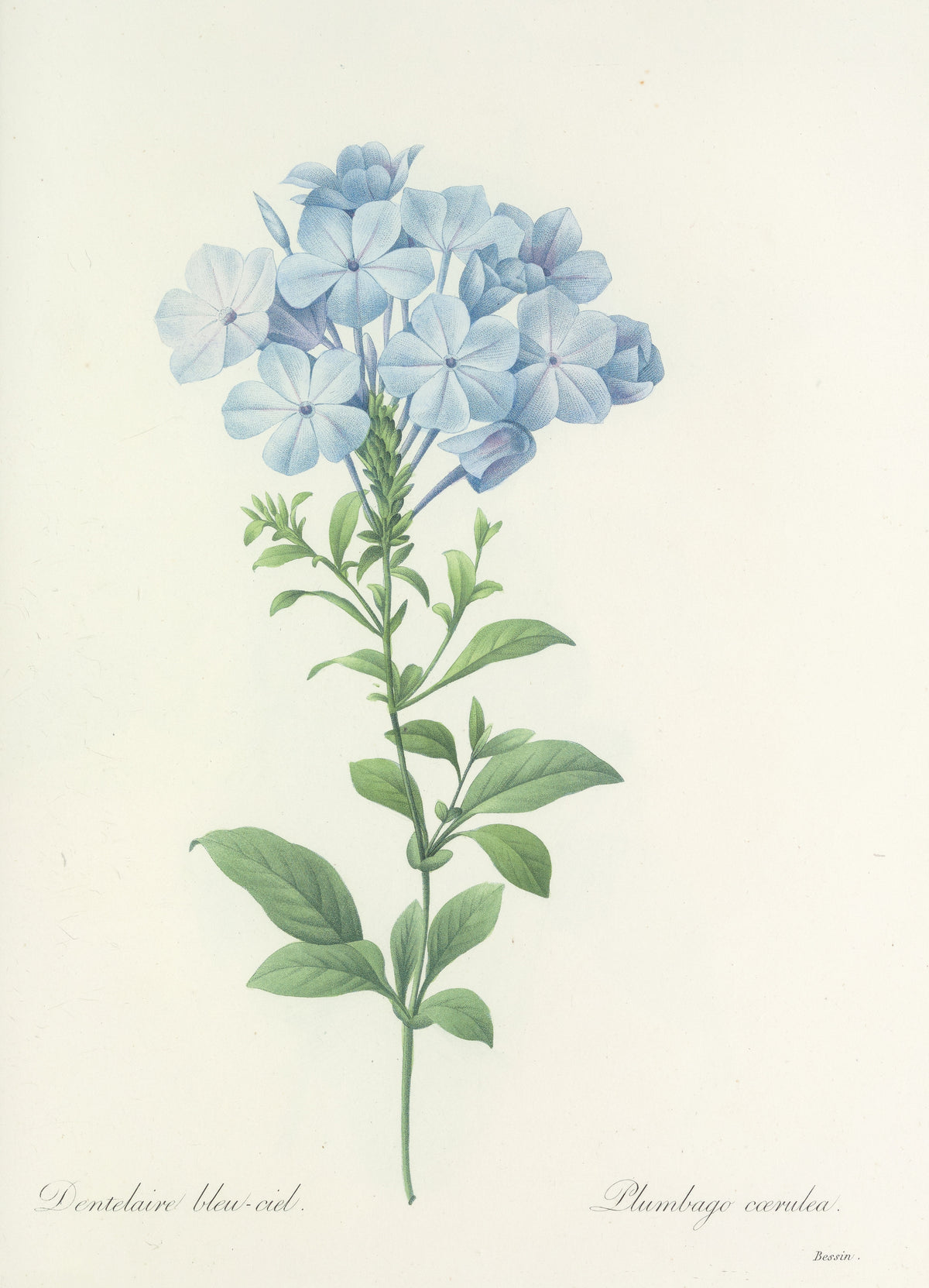Choix des plus belles fleurs, Plate 34: Plumbago Cœrulea by Pierre-Joseph Redouté — A round head of pale sky-blue flowers on a slender green stem