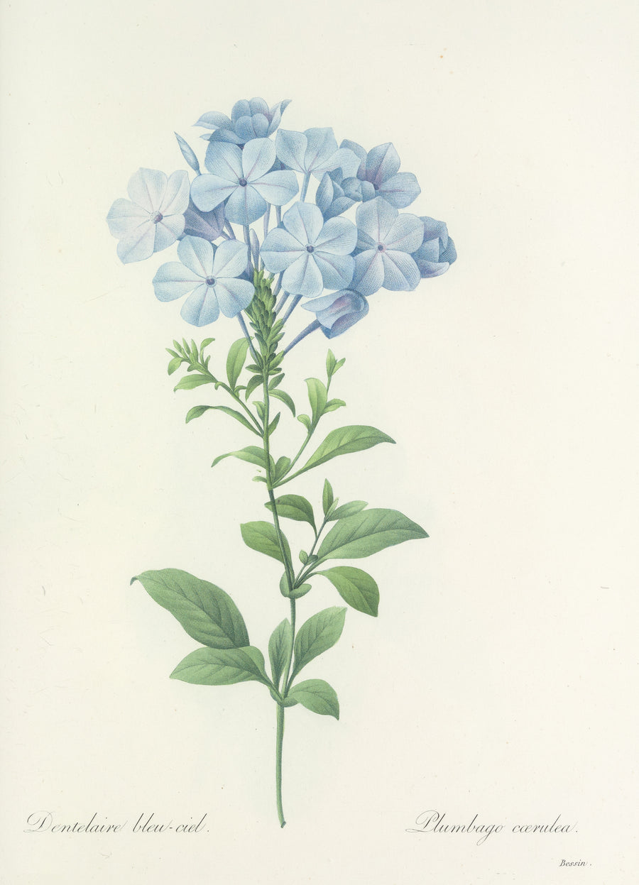 Pierre-Joseph Redouté — Choix des plus belles fleurs, Plate 34: Plumbago Cœrulea | Botanical Illustration Print shown to scale on a wall above a sofa
