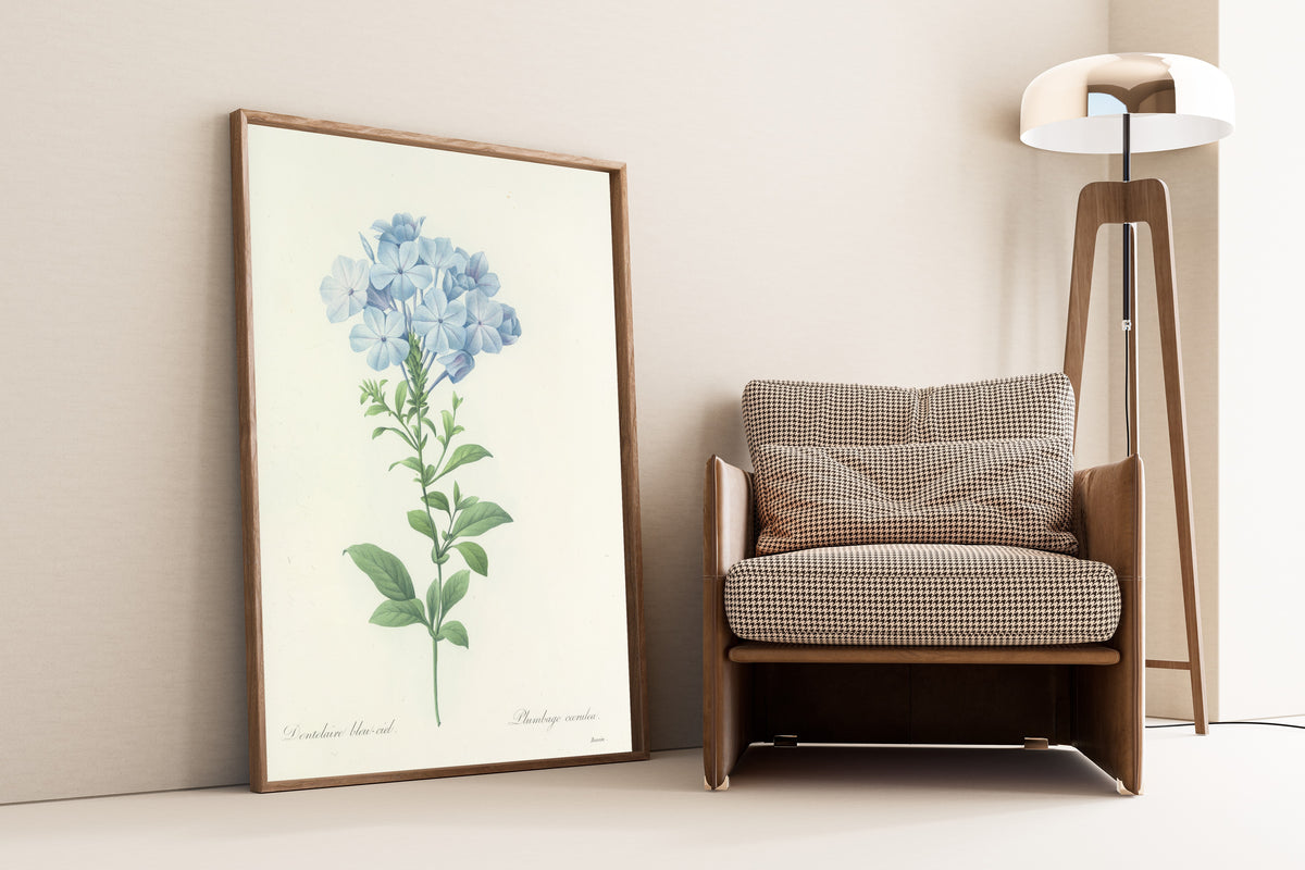 Framed art print of Choix des plus belles fleurs, Plate 34: Plumbago… by Pierre-Joseph Redouté, leaning against a wall beside an armchair and a floor lamp