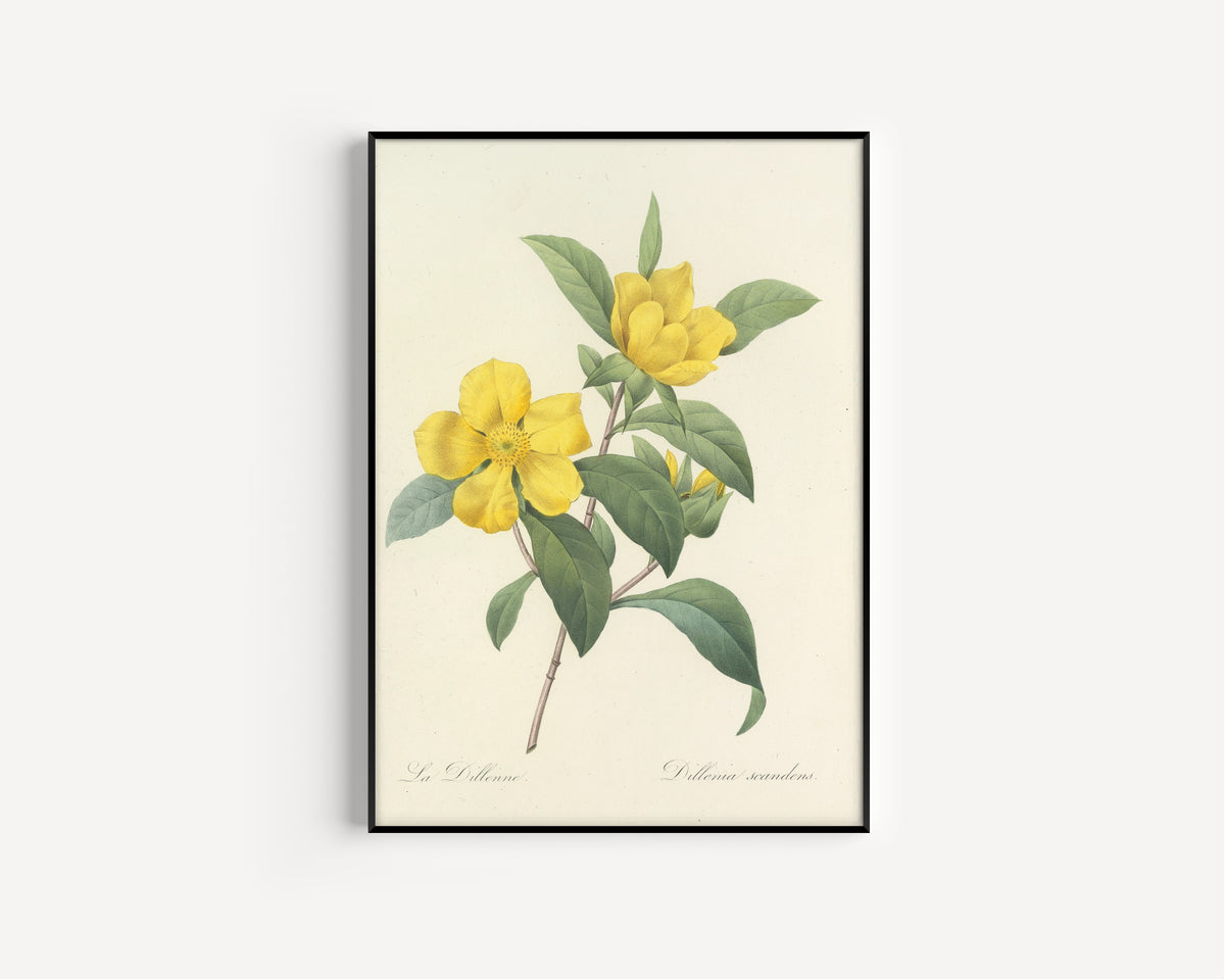 Framed art print of Choix des plus belles fleurs, Plate 35: Dillenia Scandens by Pierre-Joseph Redouté, in a slim black frame on a plain white wall