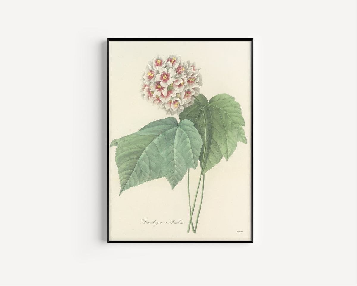 Framed art print of Choix des plus belles fleurs, Plate 36: Dombeya Ameliæ by Pierre-Joseph Redouté, in a slim black frame on a plain white wall