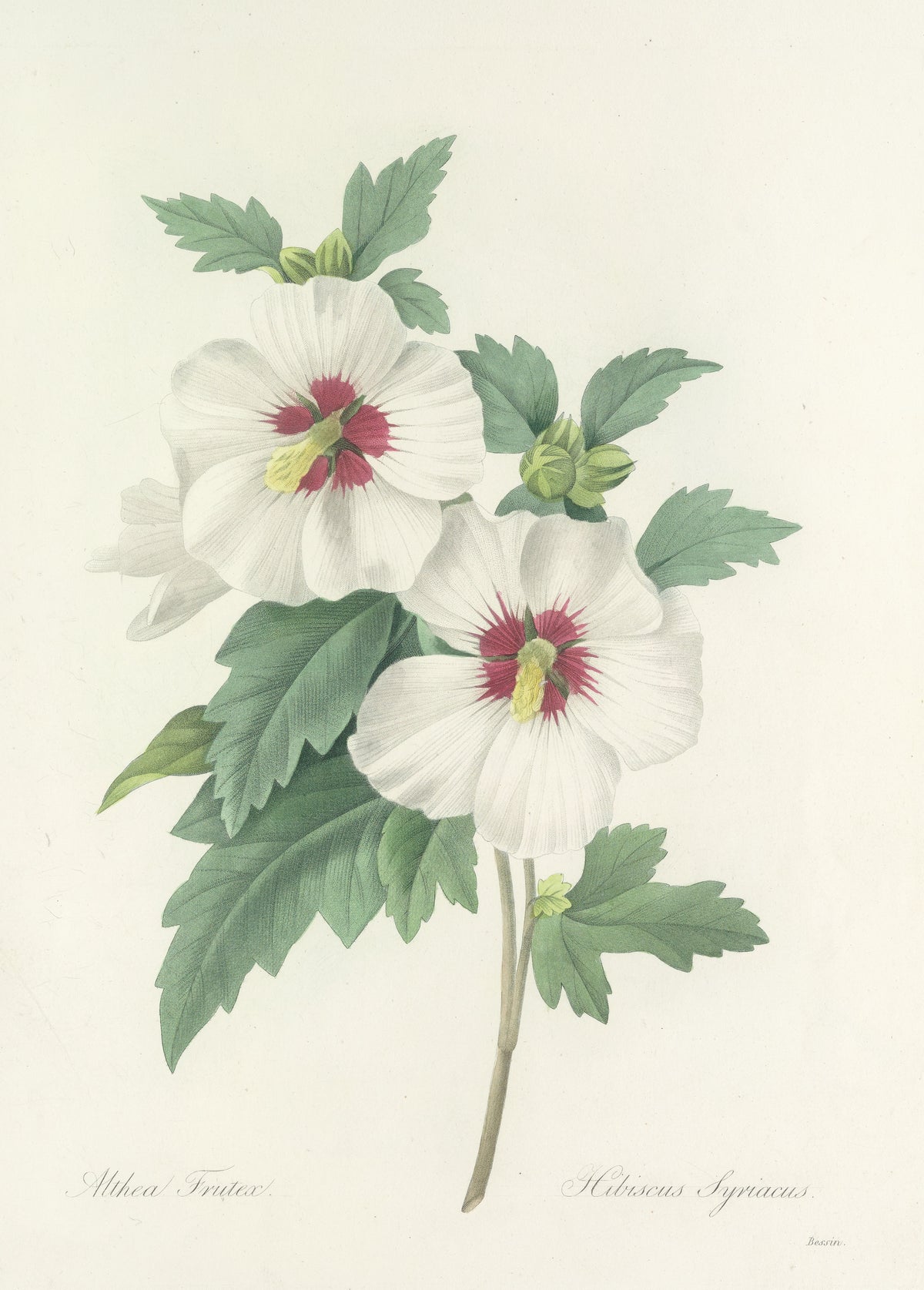 Choix des plus belles fleurs, Plate 4: Hibiscus Syriacus by Pierre-Joseph Redouté — Two white hibiscus flowers with crimson stars