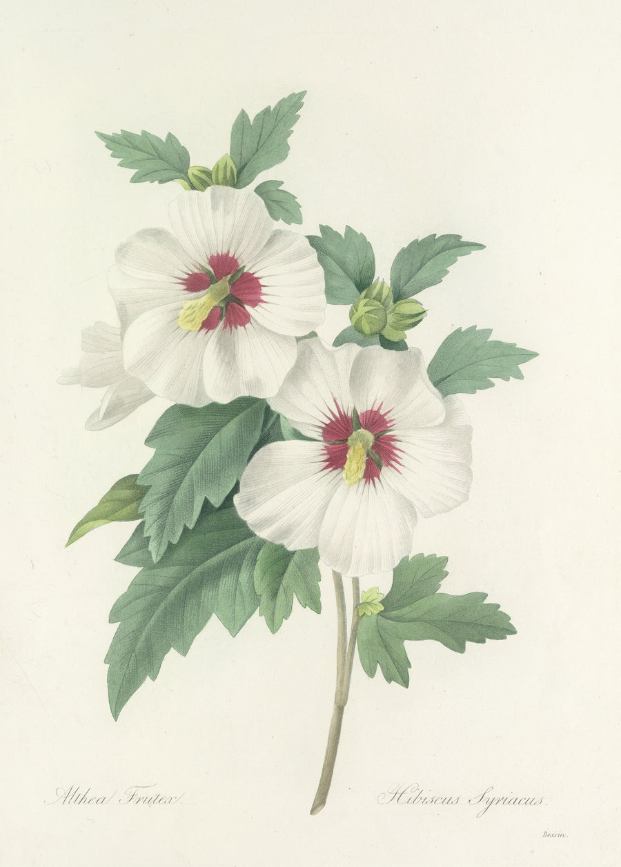 Pierre-Joseph Redouté — Choix des plus belles fleurs, Plate 4: Hibiscus Syriacus | Botanical Illustration Print shown to scale on a wall above a sofa