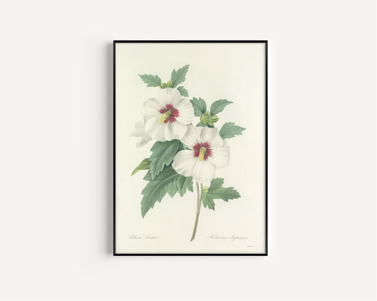 Framed art print of Choix des plus belles fleurs, Plate 4: Hibiscus Syriacus by Pierre-Joseph Redouté, in a slim black frame on a plain white wall