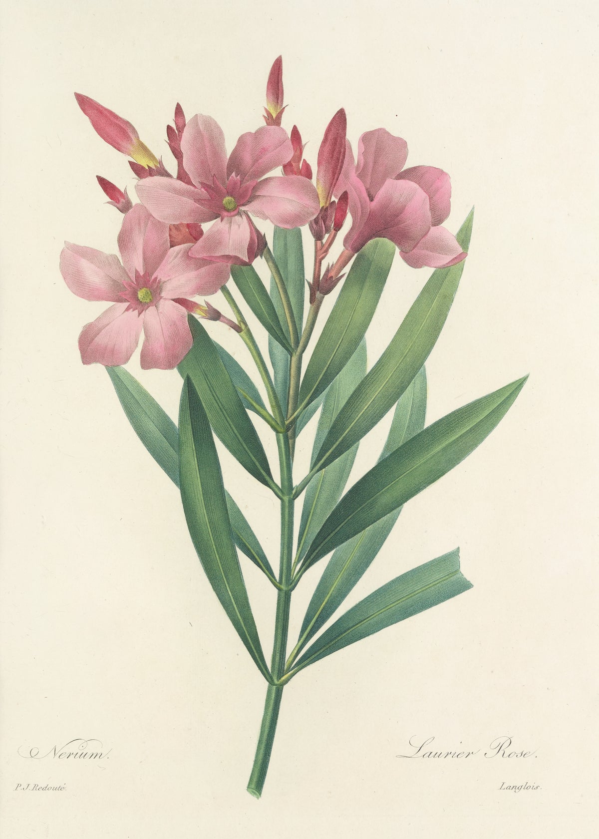 Choix des plus belles fleurs, Plate 40: Nerium by Pierre-Joseph Redouté — Pink oleander blossoms and crimson buds above long narrow leaves
