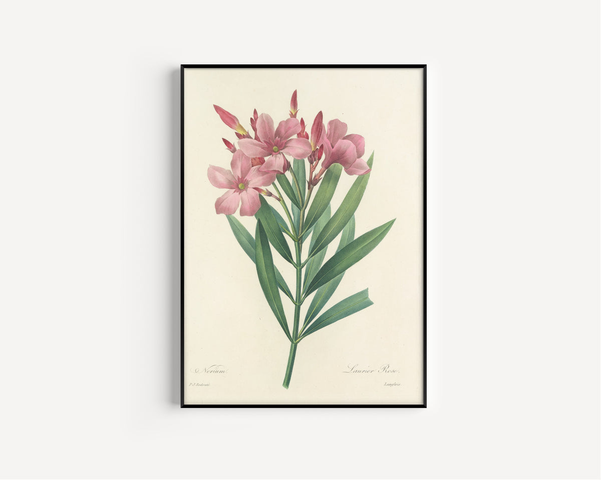 Framed art print of Choix des plus belles fleurs, Plate 40: Nerium by Pierre-Joseph Redouté, in a slim black frame on a plain white wall