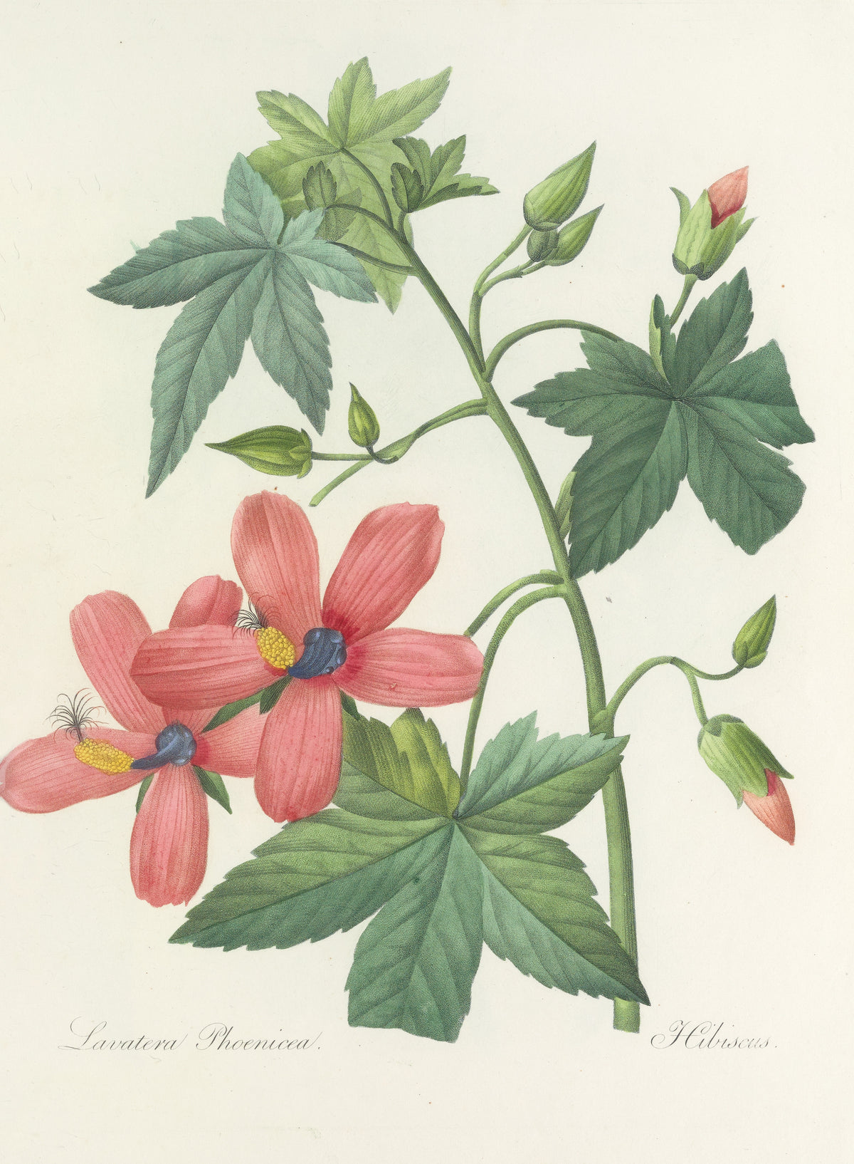 Choix des plus belles fleurs, Plate 41: Lavatera Phoenicea by Pierre-Joseph Redouté — Coral-pink flowers with slate-blue centres and maple-like leaves