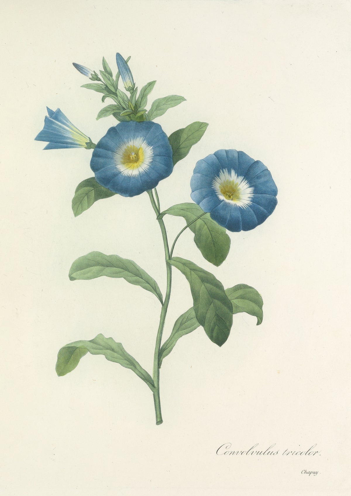 Choix des plus belles fleurs, Plate 43: Convolvulus Tricolor by Pierre-Joseph Redouté — Blue convolvulus flowers with white and yellow throats