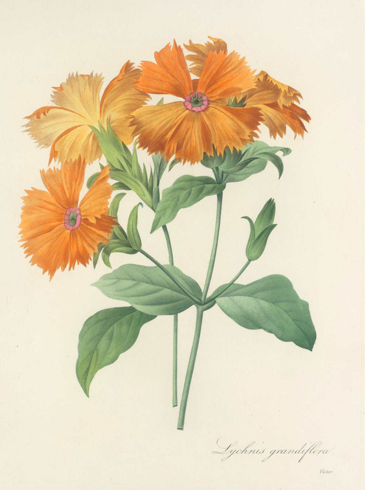 Choix des plus belles fleurs, Plate 44: Lychnis Grandiflora by Pierre-Joseph Redouté — Four fringed orange flowers and a green bud on slender stems