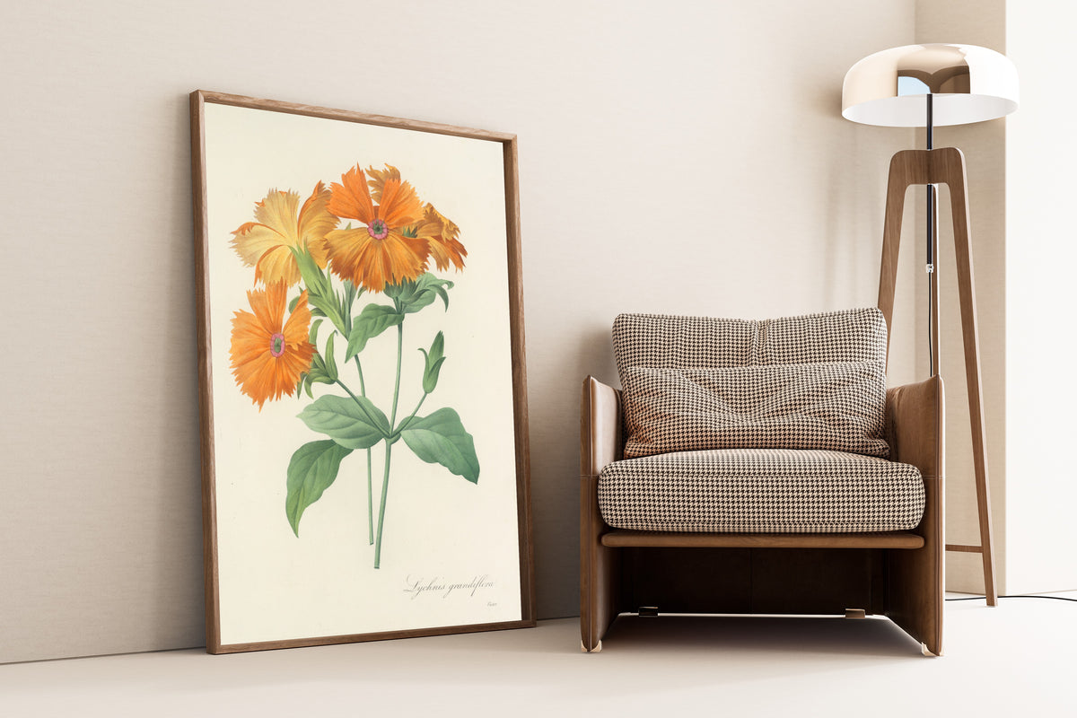 Framed art print of Choix des plus belles fleurs, Plate 44: Lychnis… by Pierre-Joseph Redouté, leaning against a wall beside an armchair and a floor lamp