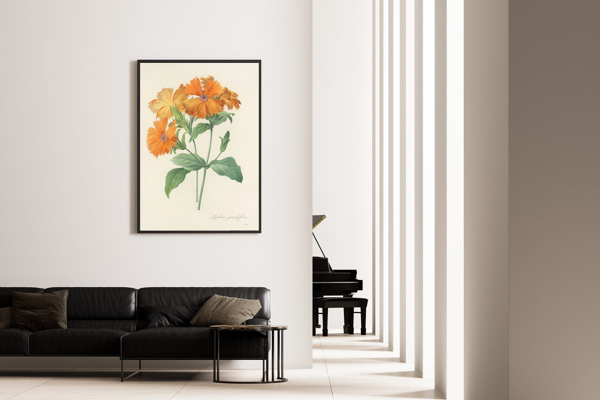 Framed art print of Choix des plus belles fleurs, Plate 44: Lychnis Grandiflora by Pierre-Joseph Redouté, on the wall of a minimal living room