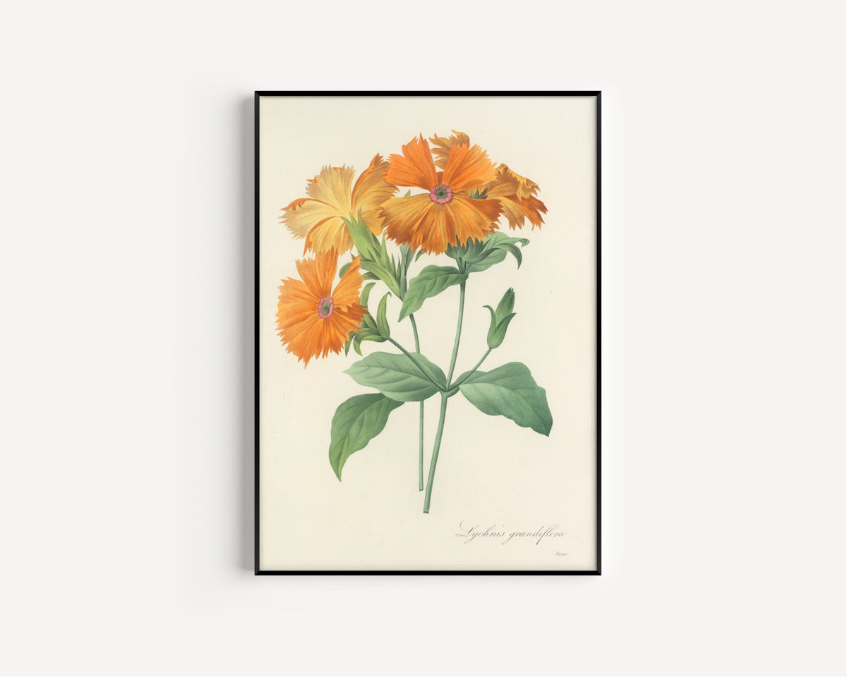 Framed art print of Choix des plus belles fleurs, Plate 44: Lychnis Grandiflora by Pierre-Joseph Redouté, in a slim black frame on a plain white wall