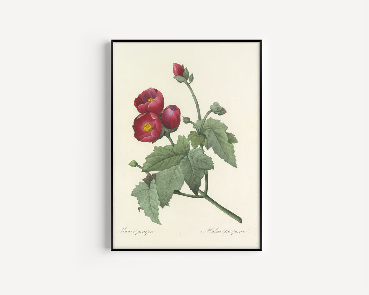 Framed art print of Choix des plus belles fleurs, Plate 47: Malva Purpurea by Pierre-Joseph Redouté, in a slim black frame on a plain white wall