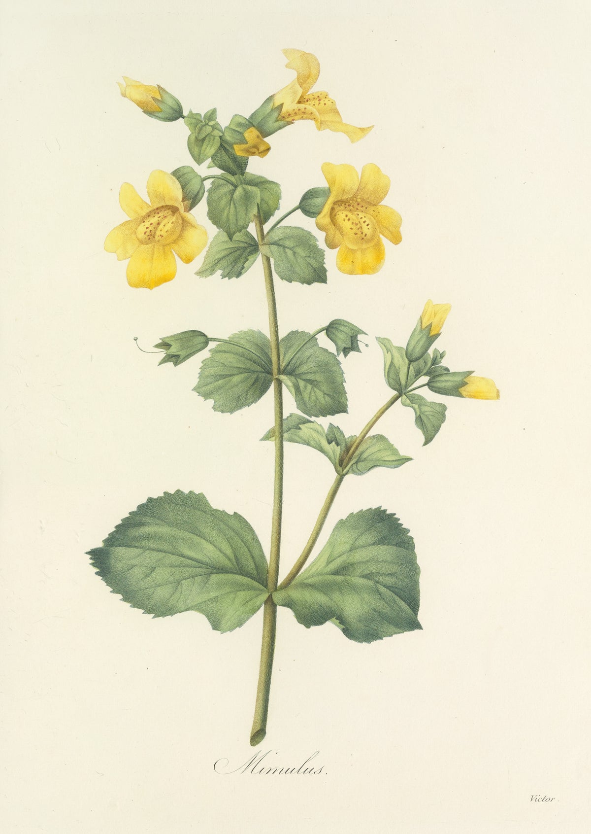 Choix des plus belles fleurs, Plate 48: Mimulus by Pierre-Joseph Redouté — Yellow spotted flowers and buds on a straight stem