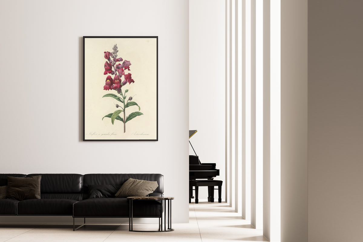 Framed art print of Choix des plus belles fleurs, Plate 49: Antirrhinum by Pierre-Joseph Redouté, on the wall of a minimal living room