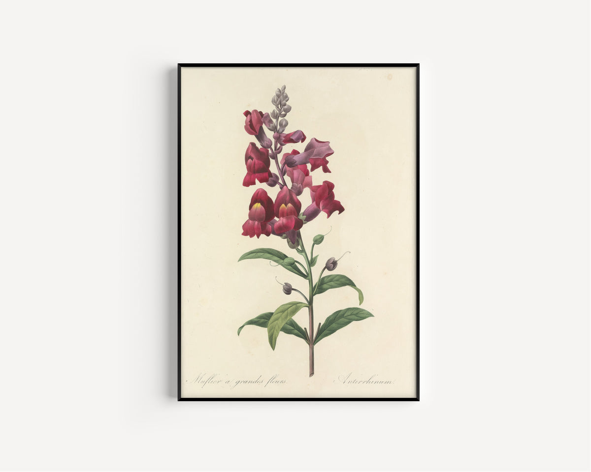 Framed art print of Choix des plus belles fleurs, Plate 49: Antirrhinum by Pierre-Joseph Redouté, in a slim black frame on a plain white wall