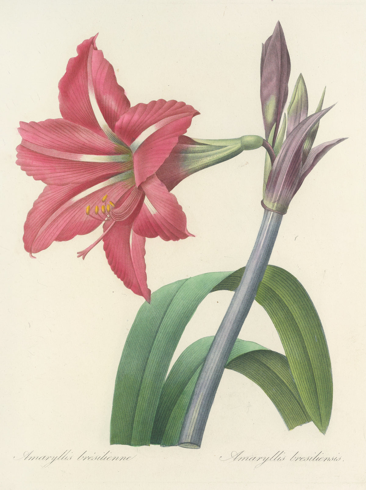 Choix des plus belles fleurs, Plate 5: Amaryllis Bresiliensis by Pierre-Joseph Redouté — A rose-red amaryllis in full flower beside a tall stem of buds