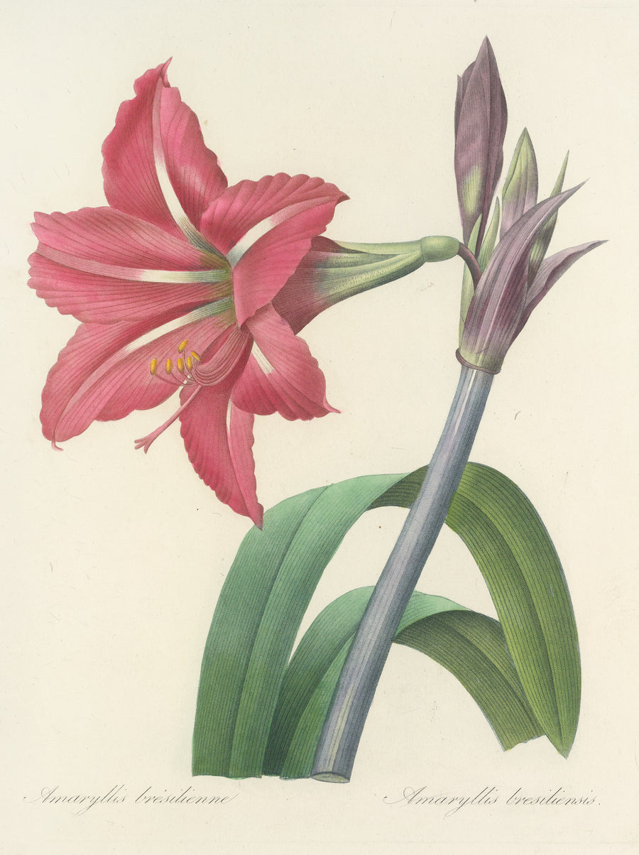 Pierre-Joseph Redouté — Choix des plus belles fleurs, Plate 5: Amaryllis Bresiliensis | Botanical Illustration Print shown to scale on a wall above a sofa