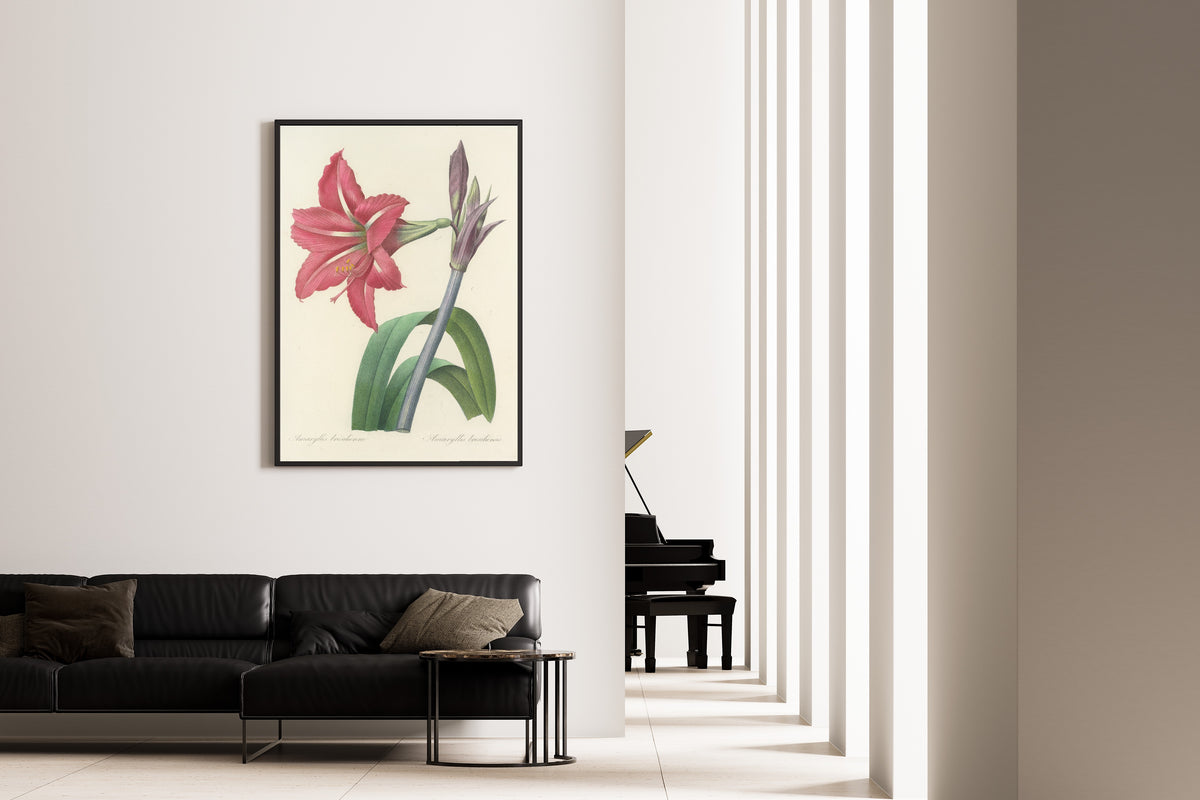 Framed art print of Choix des plus belles fleurs, Plate 5: Amaryllis Bresiliensis by Pierre-Joseph Redouté, on the wall of a minimal living room