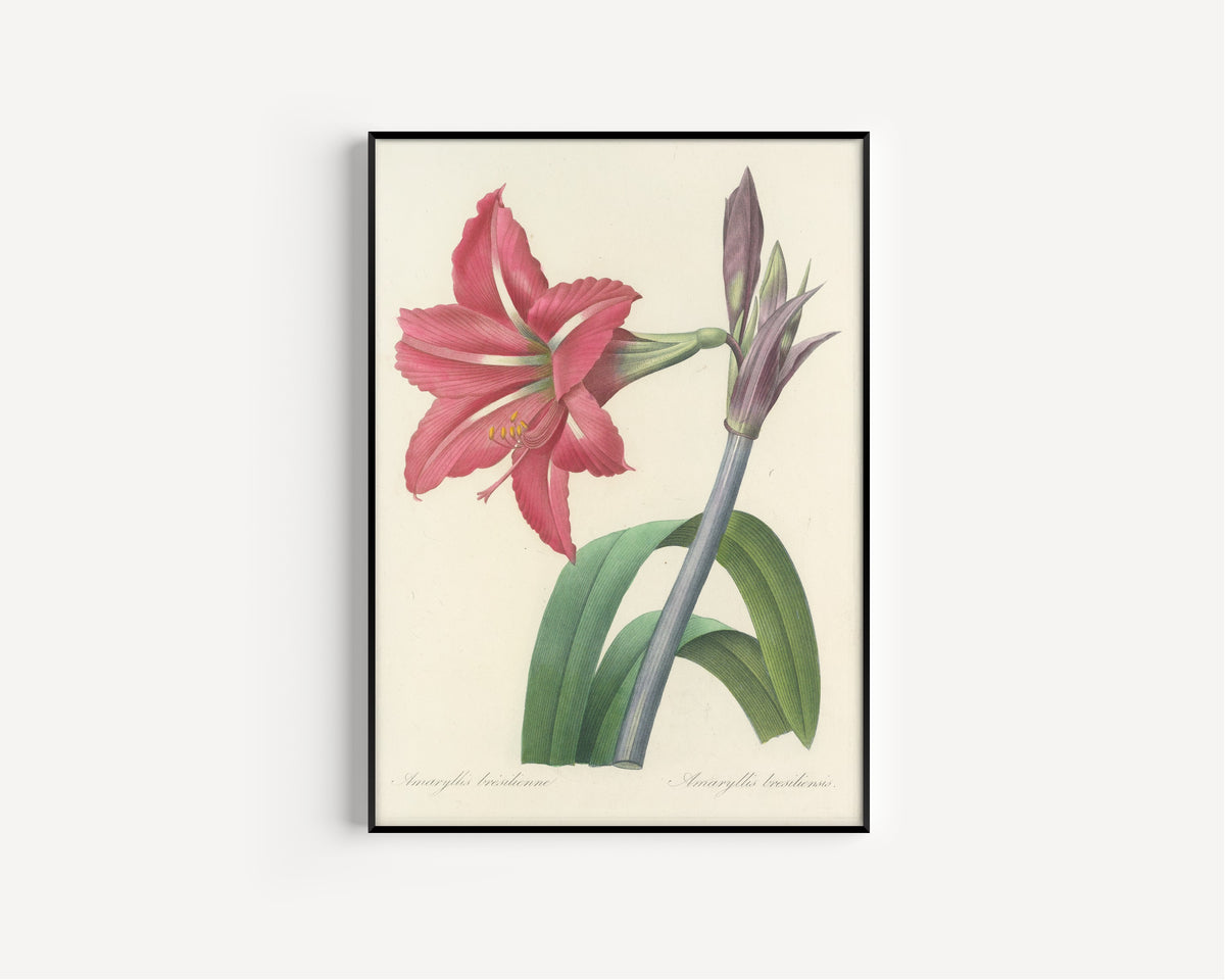 Framed art print of Choix des plus belles fleurs, Plate 5: Amaryllis Bresiliensis by Pierre-Joseph Redouté, in a slim black frame on a plain white wall