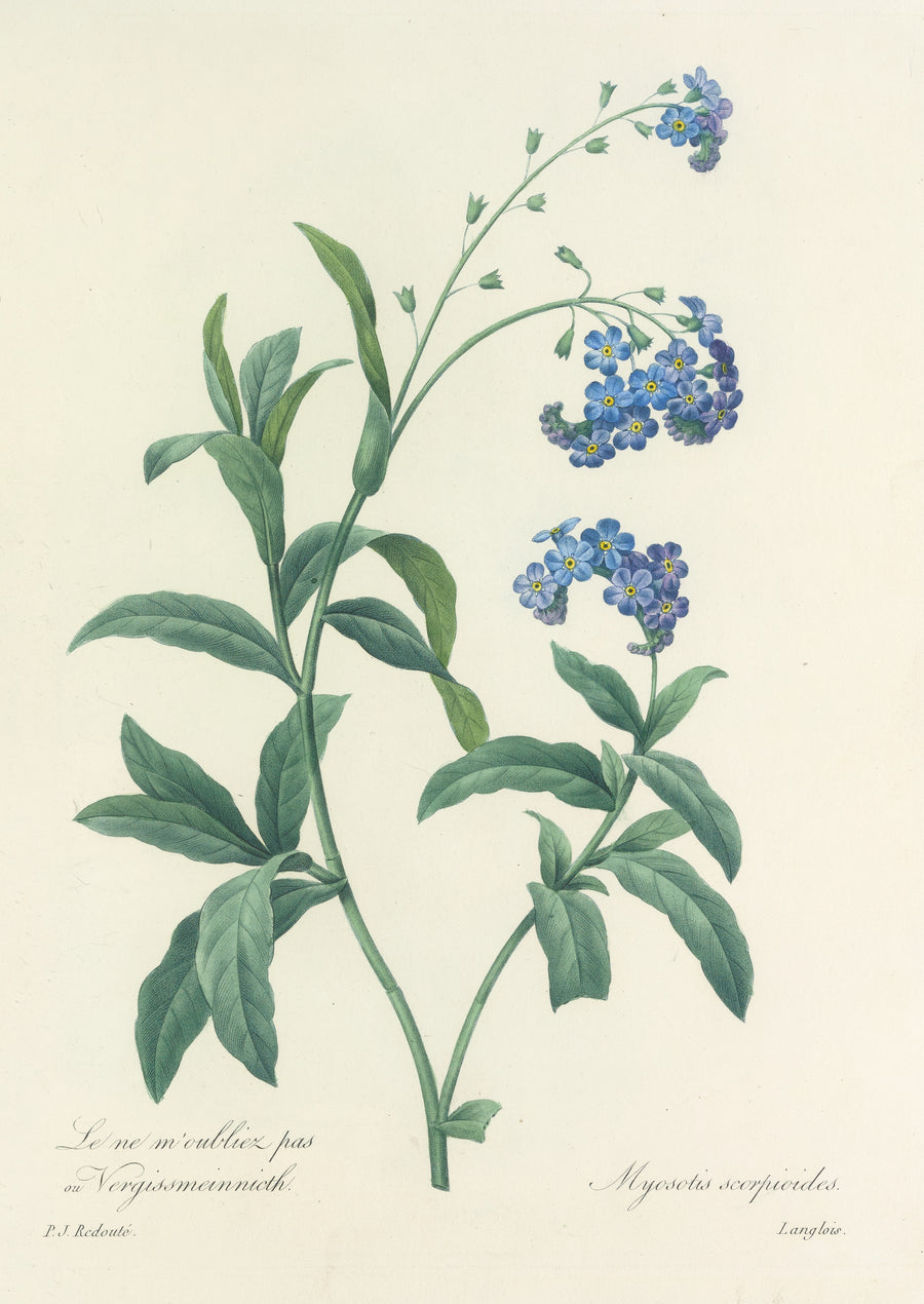 Pierre-Joseph Redouté — Choix des plus belles fleurs, Plate 50: Myosotis Scorpioides | Botanical Illustration Print shown to scale on a wall above a sofa