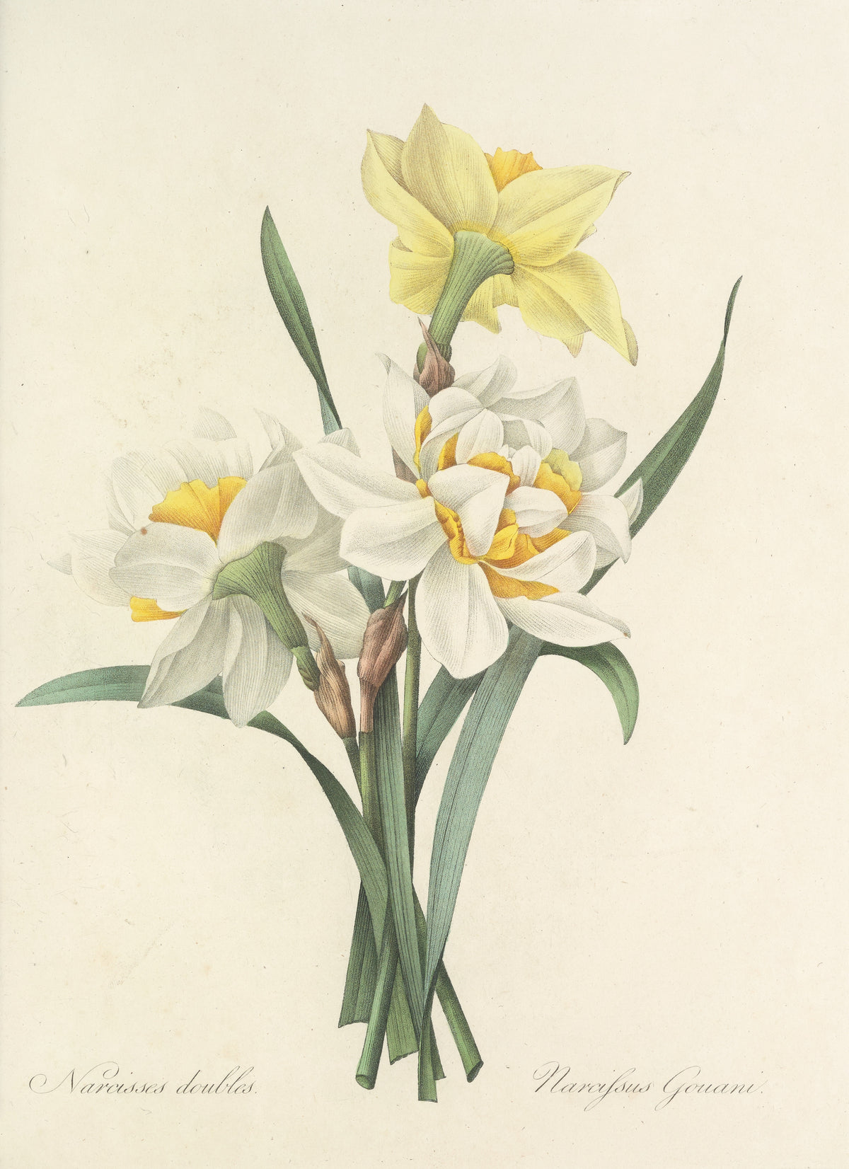 Choix des plus belles fleurs, Plate 51: Narcissus Gouani by Pierre-Joseph Redouté — A bundle of narcissi in pale yellow and white with orange hearts