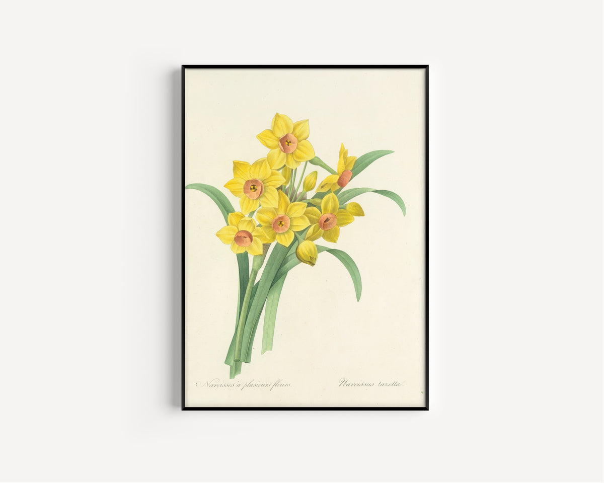 Framed art print of Choix des plus belles fleurs, Plate 52: Narcissus Tazetta by Pierre-Joseph Redouté, in a slim black frame on a plain white wall