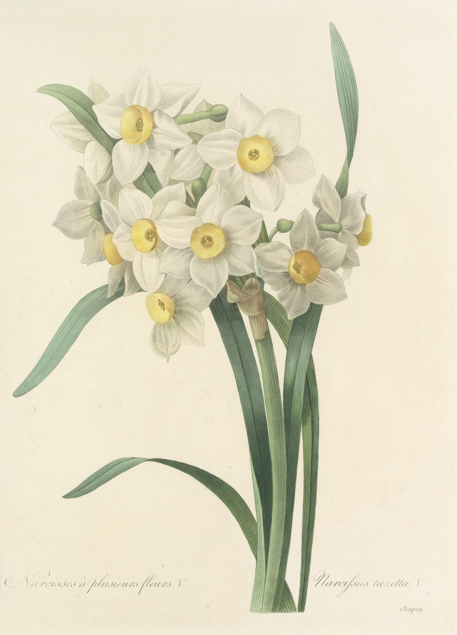 Pierre-Joseph Redouté — Choix des plus belles fleurs, Plate 53: Narcissus Tazetta V | Botanical Illustration Print shown to scale on a wall above a sofa