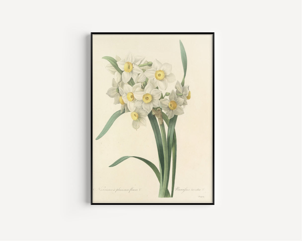 Framed art print of Choix des plus belles fleurs, Plate 53: Narcissus Tazetta V by Pierre-Joseph Redouté, in a slim black frame on a plain white wall