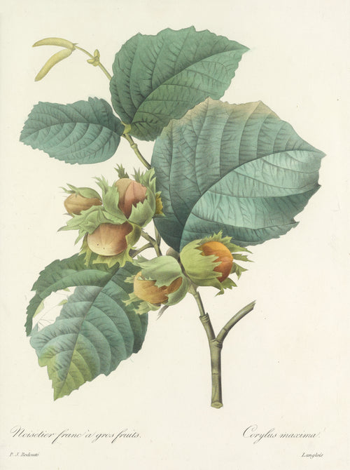 Choix des plus belles fleurs, Plate 54: Corylus Maxima by Pierre-Joseph Redouté — A hazel branch with five nuts in frilled green husks