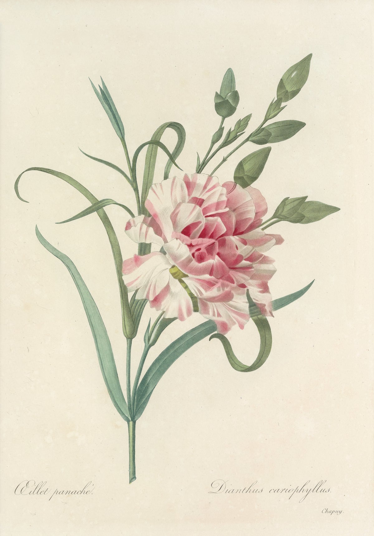 Choix des plus belles fleurs, Plate 56: Dianthus Cariophyllus by Pierre-Joseph Redouté — A white carnation streaked with pink beside slender green buds