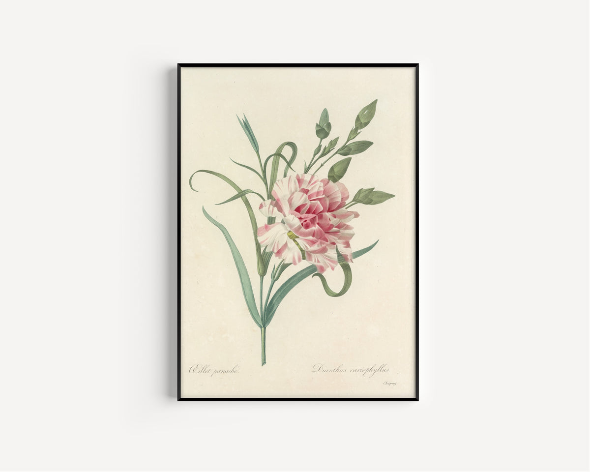 Framed art print of Choix des plus belles fleurs, Plate 56: Dianthus Cariophyllus by Pierre-Joseph Redouté, in a slim black frame on a plain white wall