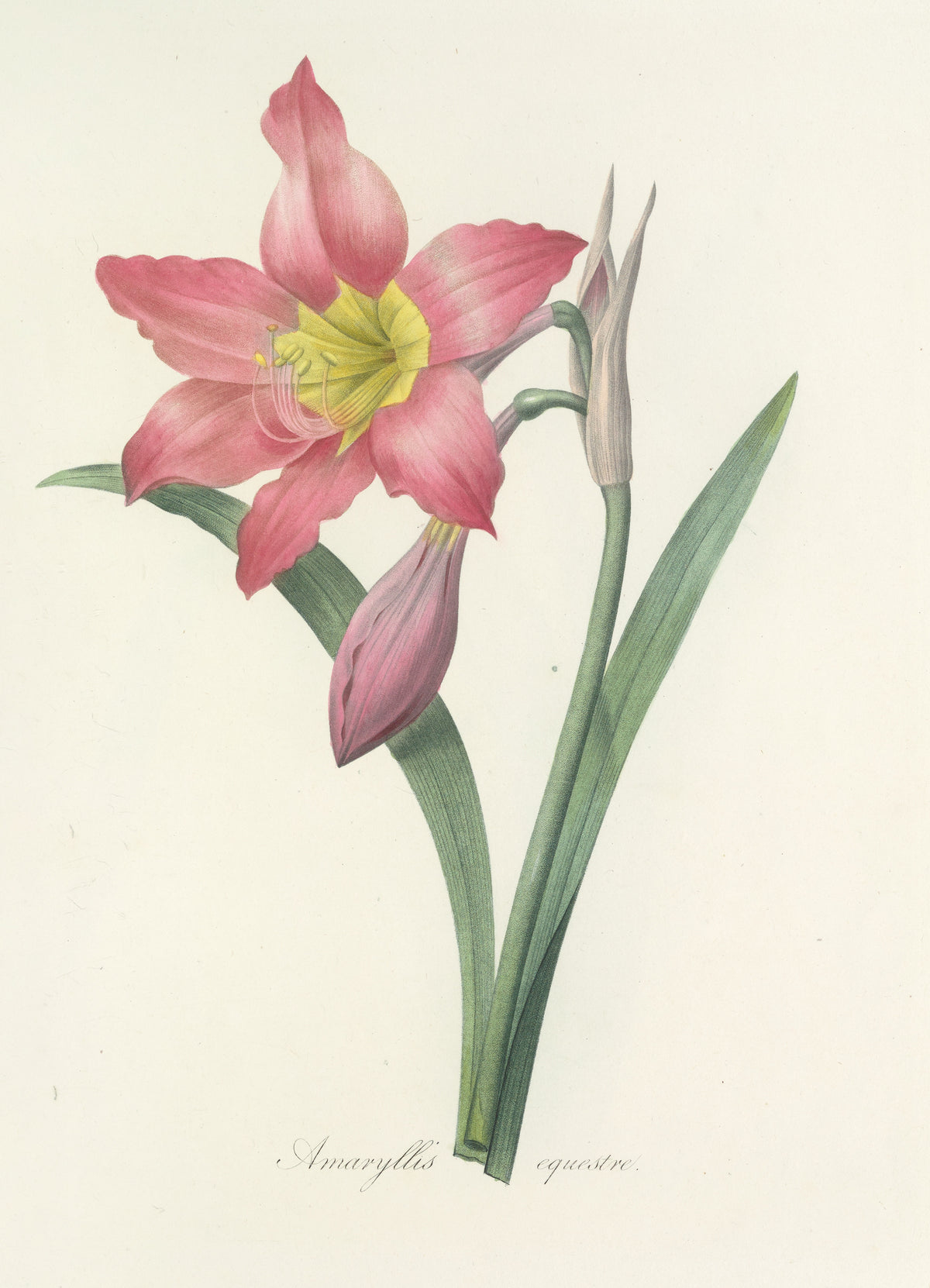 Choix des plus belles fleurs, Plate 6: Amaryllis Equestre by Pierre-Joseph Redouté — A rose-pink amaryllis open around a yellow-green throat