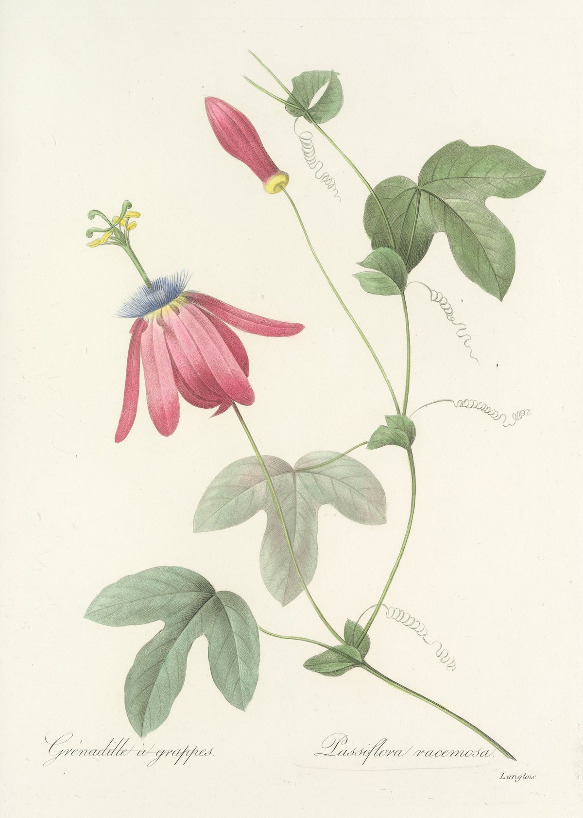 Choix des plus belles fleurs, Plate 62: Passiflora Racemosa by Pierre-Joseph Redouté — A crimson passion flower on a tendril-bearing vine
