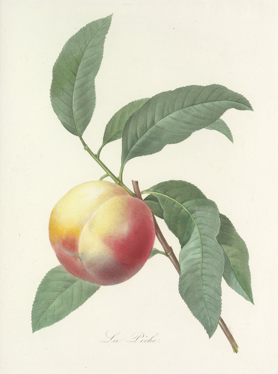 Pierre-Joseph Redouté — Choix des plus belles fleurs, Plate 64: La Pêche | Botanical Illustration Print shown to scale on a wall above a sofa