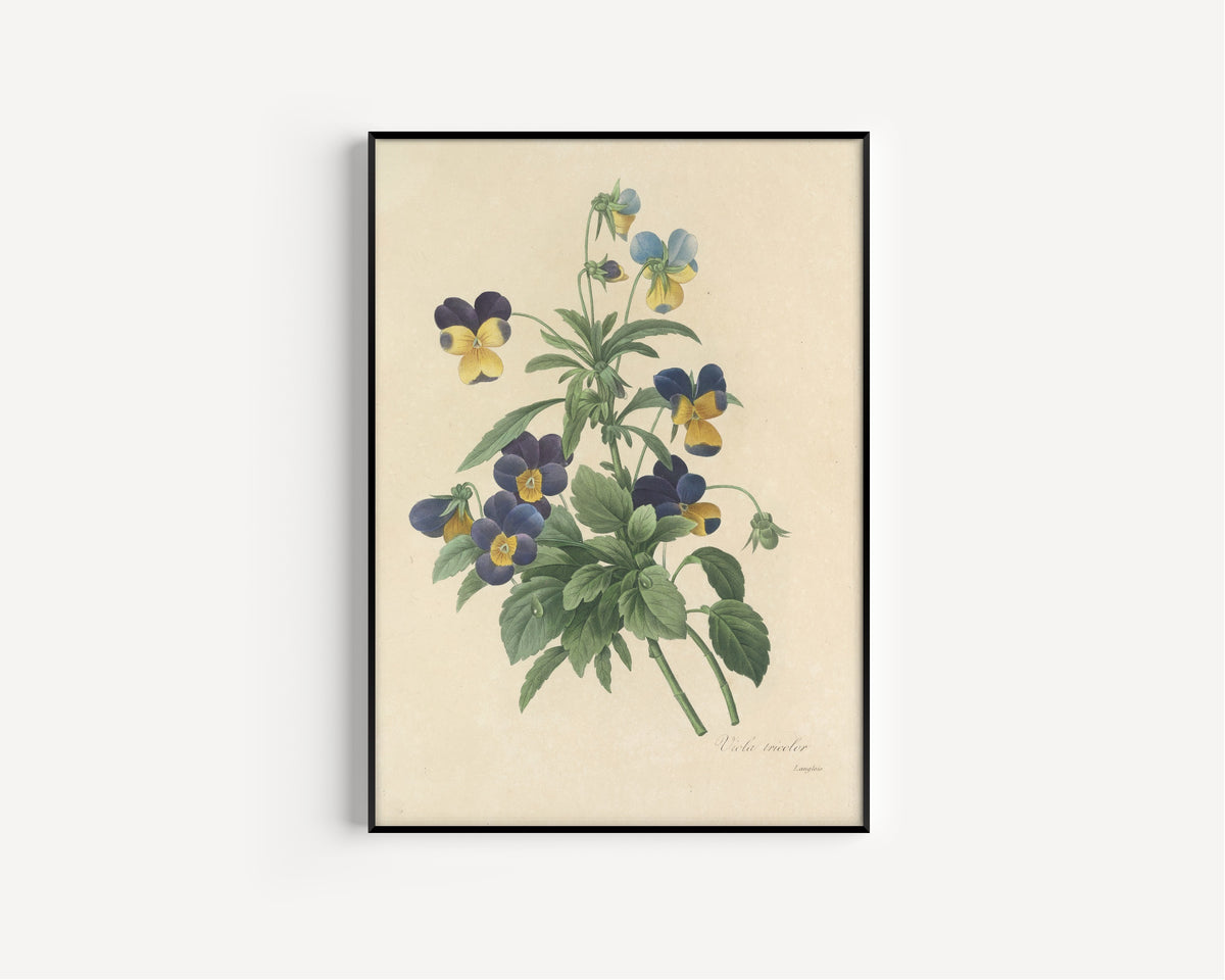 Framed art print of Choix des plus belles fleurs, Plate 66: Viola Tricolor by Pierre-Joseph Redouté, in a slim black frame on a plain white wall