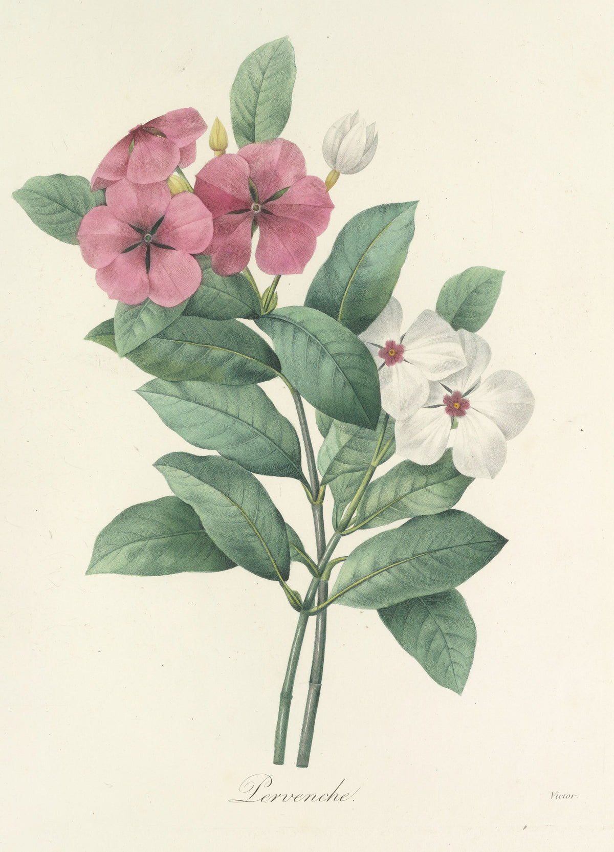 Choix des plus belles fleurs, Plate 68: Pervenche by Pierre-Joseph Redouté — Pink and white periwinkle flowers among glossy leaves
