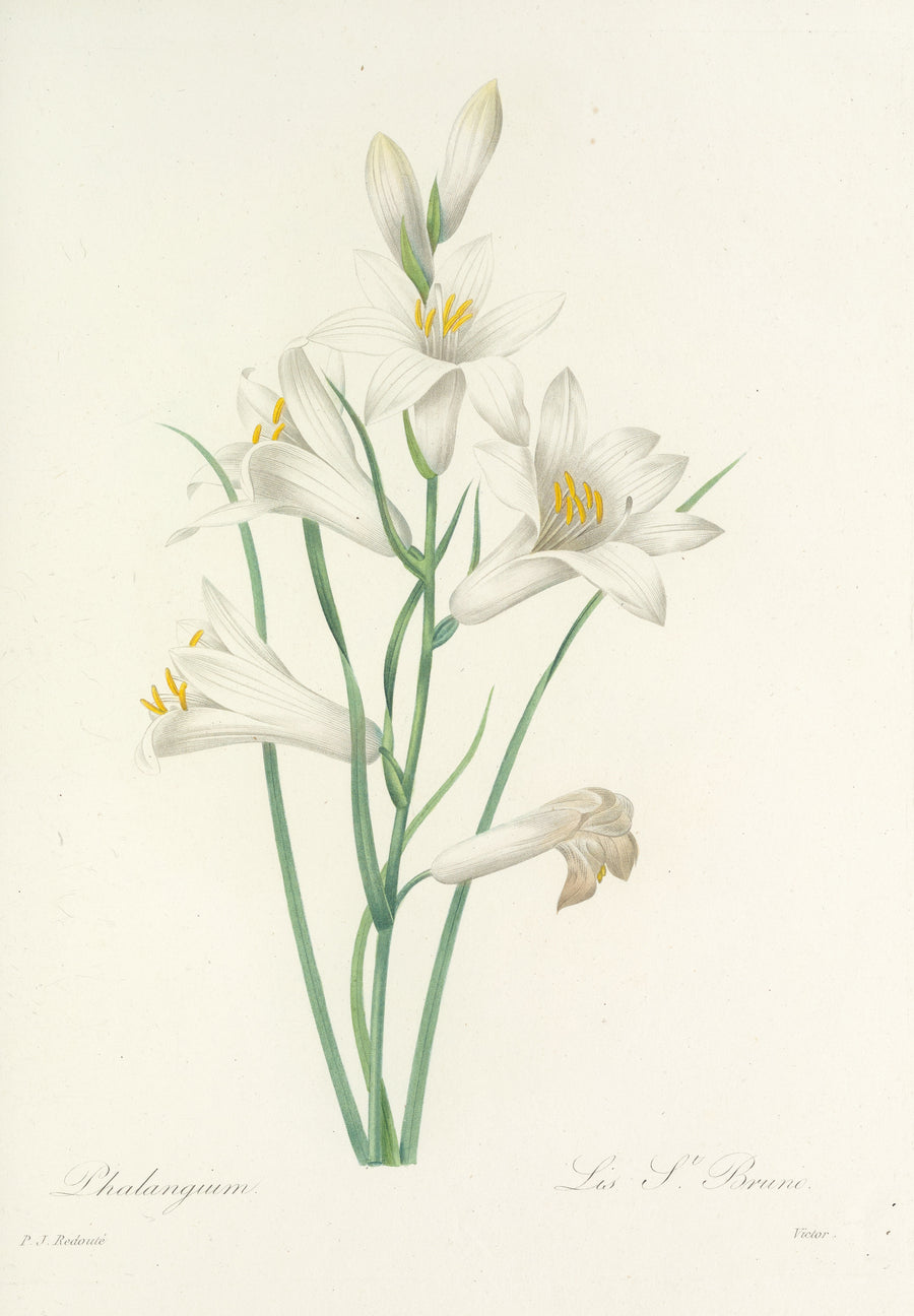 Pierre-Joseph Redouté — Choix des plus belles fleurs, Plate 69: Phalangium | Botanical Illustration Print shown to scale on a wall above a sofa