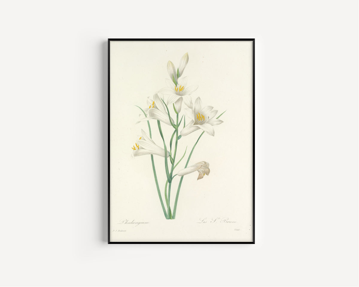 Framed art print of Choix des plus belles fleurs, Plate 69: Phalangium by Pierre-Joseph Redouté, in a slim black frame on a plain white wall
