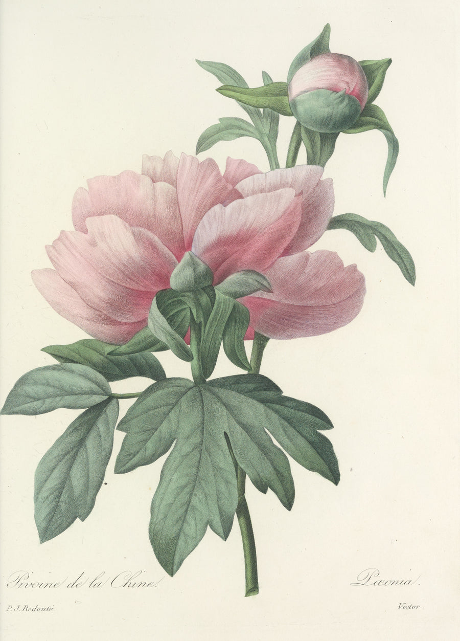 Pierre-Joseph Redouté — Choix des plus belles fleurs, Plate 71: Pæonia | Botanical Illustration Print shown to scale on a wall above a sofa