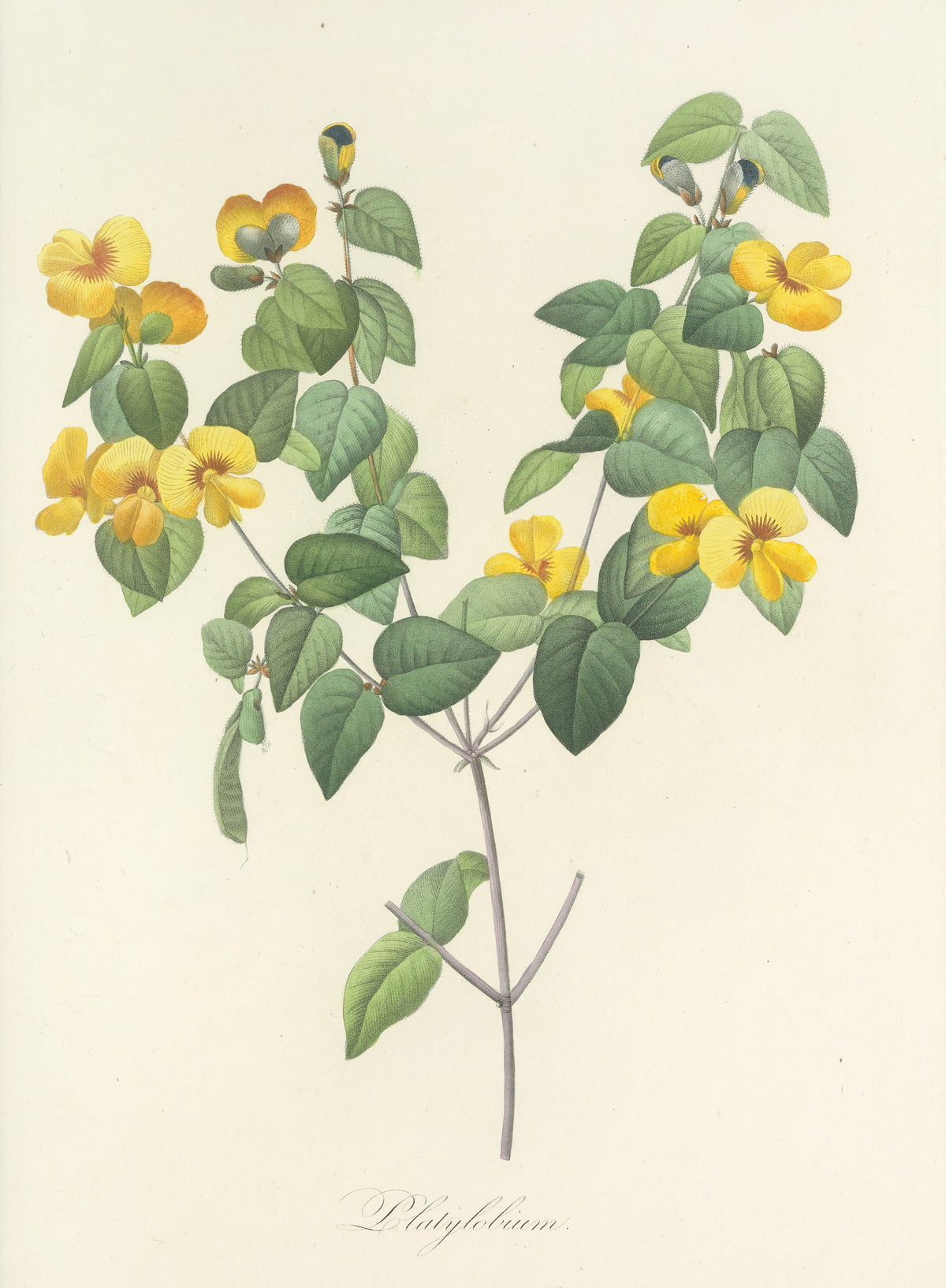 Choix des plus belles fleurs, Plate 76: Platylobium by Pierre-Joseph Redouté — Yellow pea flowers with red-brown eyes on two arching branches