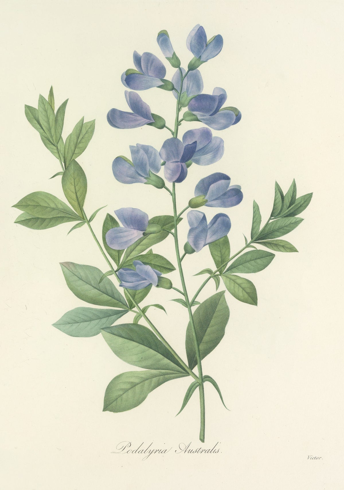 Choix des plus belles fleurs, Plate 77: Podalyria Australis by Pierre-Joseph Redouté — A tall spray of blue-violet pea flowers on a slender stem